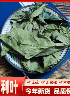 野生新货龙脷叶中药材