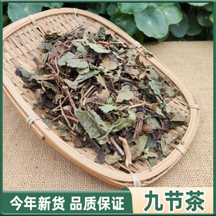 野生中药材九节茶500g包邮 肿节风草珊瑚 九节风接骨莲 新鲜干货