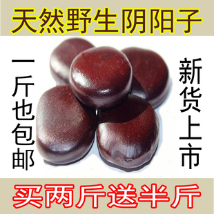 天然野生阴阳子中药材龙凤子肾树宝过江龙子木腰子泡酒500g 包邮