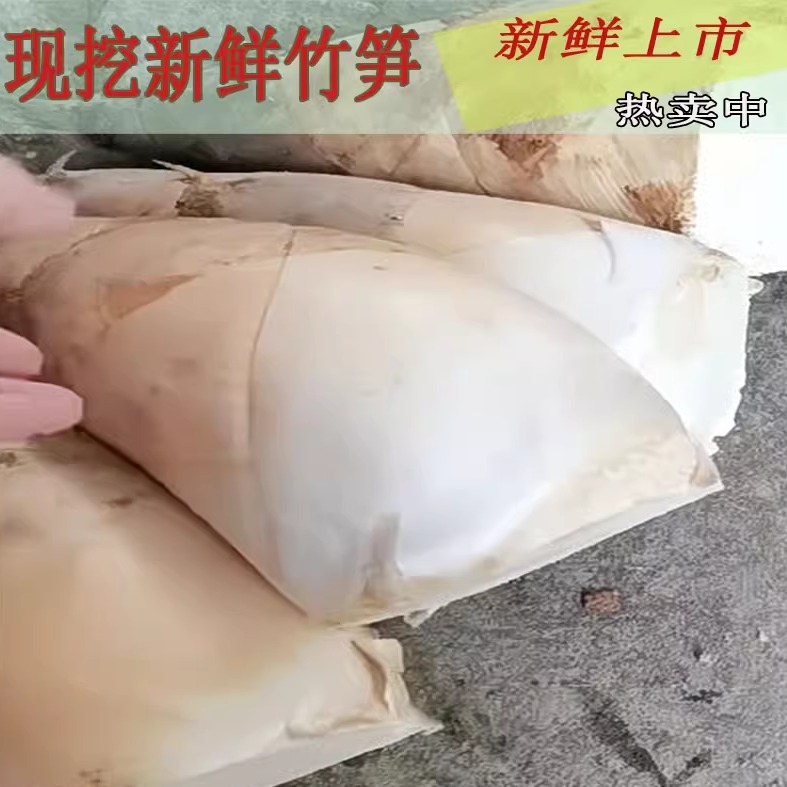 广东埔田鲜竹笋 甜笋苦笋鲜笋野生麻竹笋春笋 新鲜现挖现发蔬菜