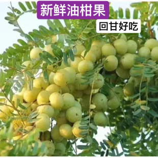 潮汕甜油柑子果新鲜油甘果500g现摘现发酸水果牛甘果余甘子果