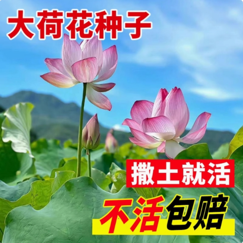 大型荷花种子开口莲子池塘大叶莲藕水生养植物四季室外观赏花种籽