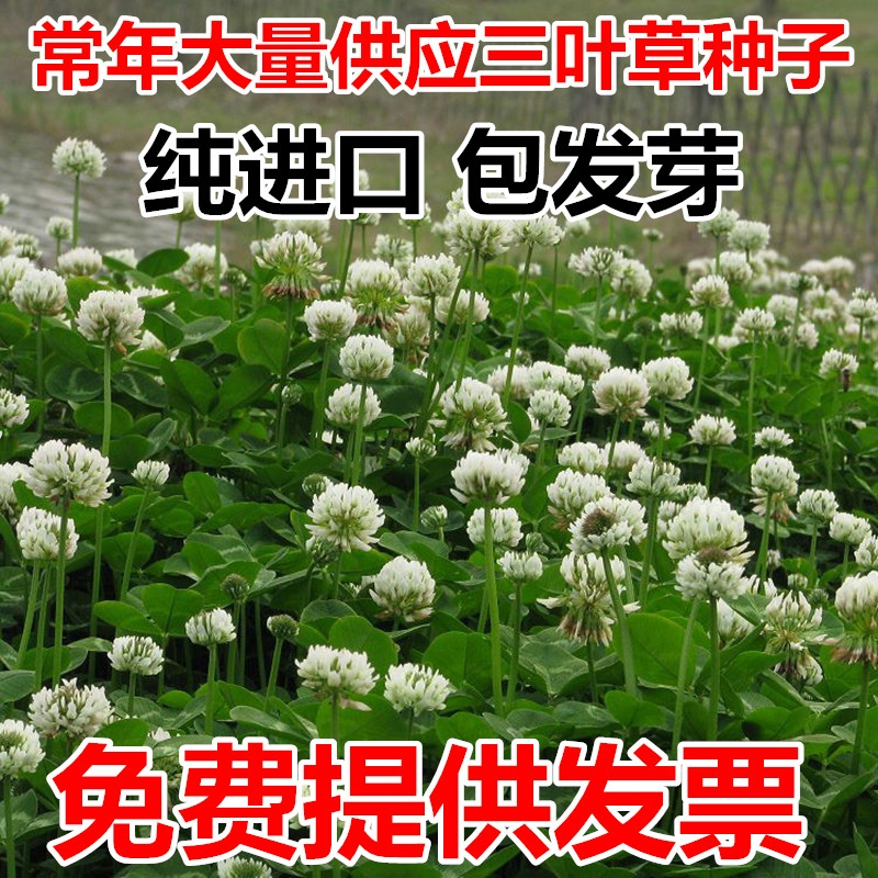 绿化草坪种子白三叶草种子红三叶草种子四季多年生车轴草种子草籽