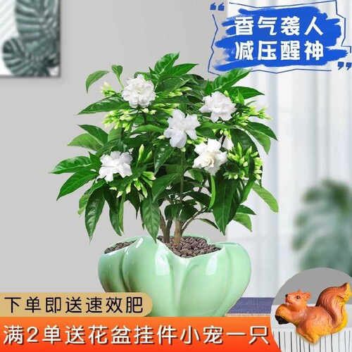 丁香花树苗室内多少钱 丁香花树苗室内价格 小麦优选