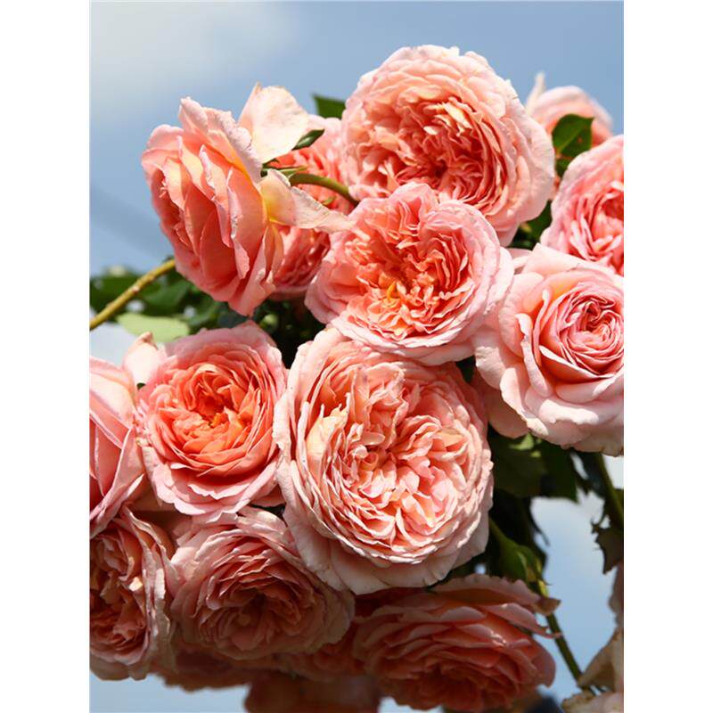 【亚伯拉罕达比】 月季 多季可藤可灌强香月季