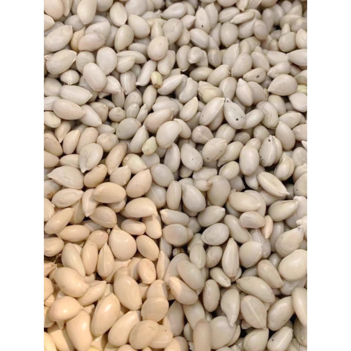 枸橘种子积枳壳籽小叶香橙柠檬嫁接柑橘沙糖桔沃柑脐橙四川红桔种