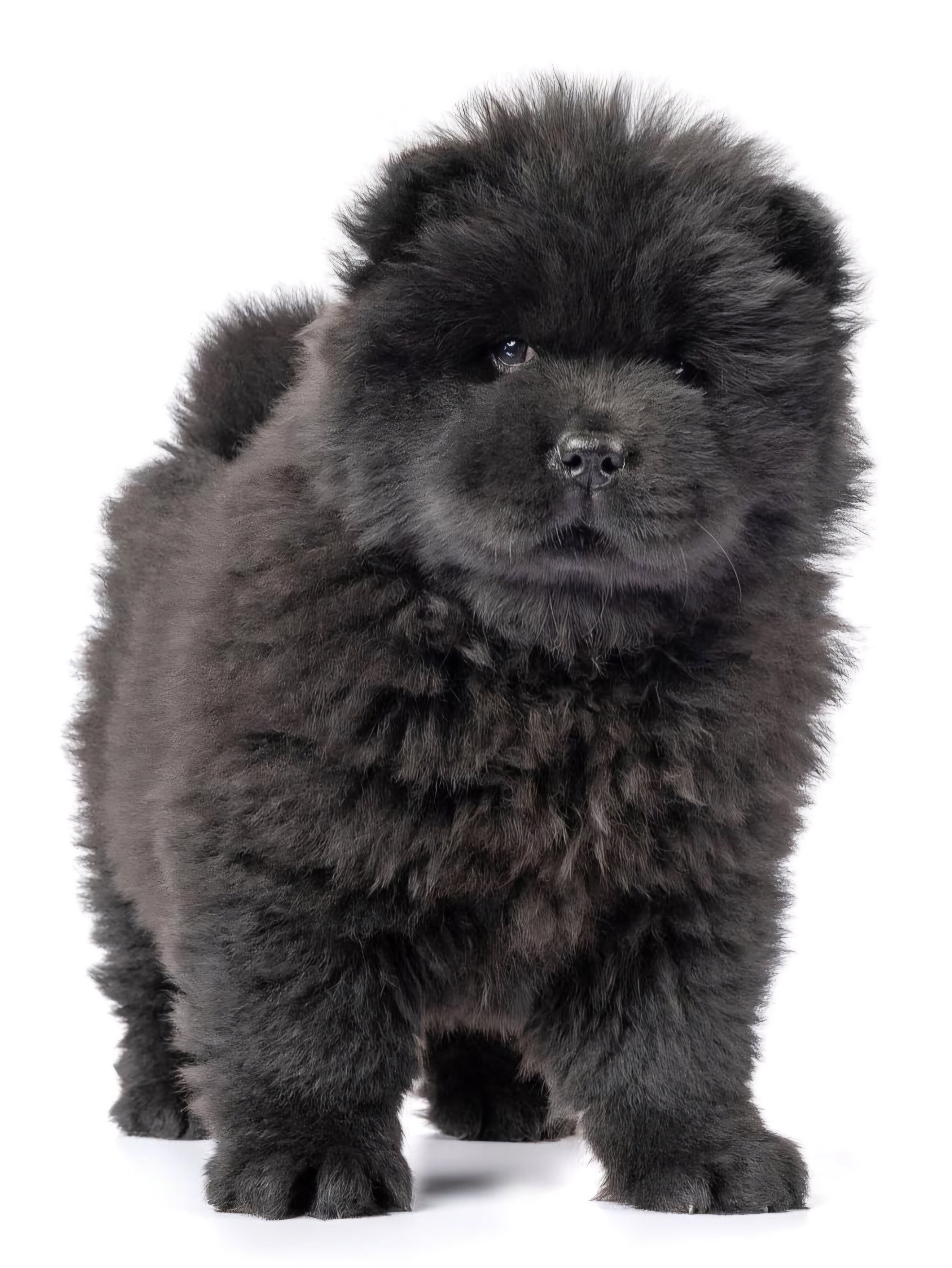 纯种黑色土松幼犬肉嘴松狮五黑犬宠物狗中华田园犬面包嘴松狮幼崽