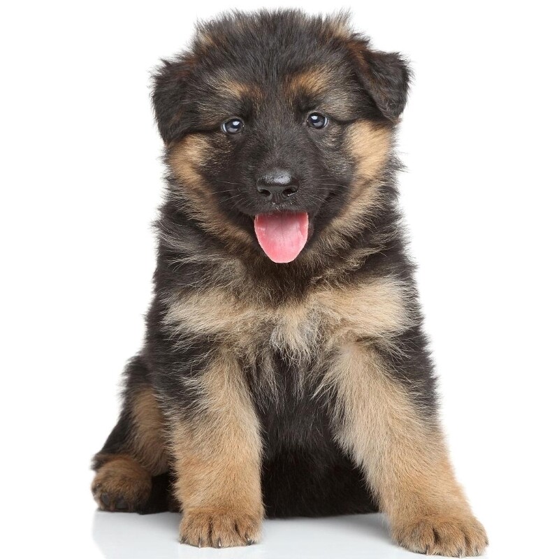 德国牧羊犬纯种德牧幼犬高品质双血统黑背警犬狼狗大型看家宠物狗