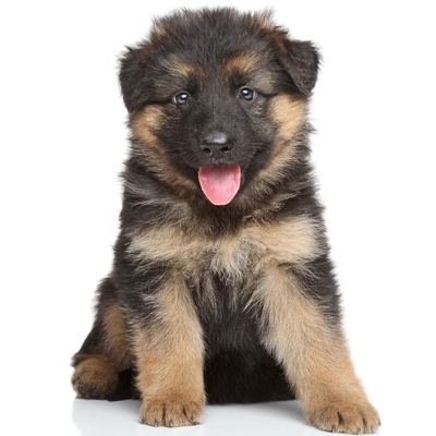 纯种血统活体幼犬大型德国牧羊犬