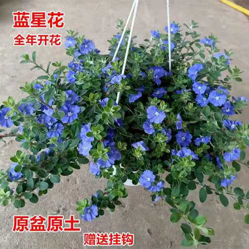 阳台庭院美观四季开花蓝雪花盆栽