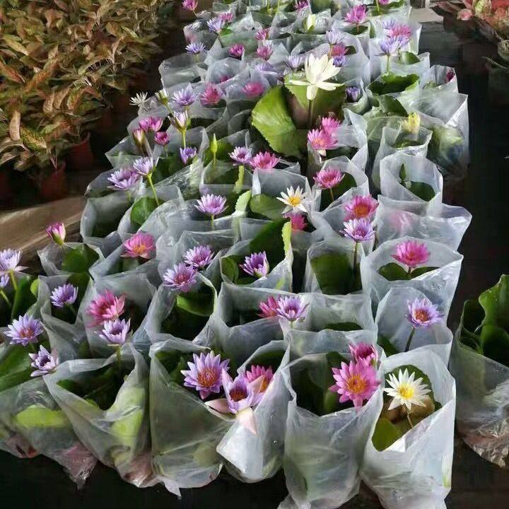 睡莲盆栽水培花卉净化空气植物易开花极多芳香带花苞发货包邮超值