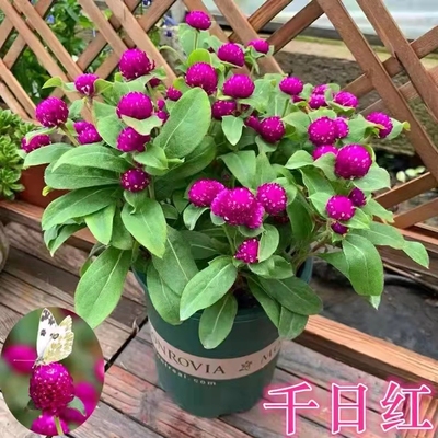 千日红盆栽开花植物阳台