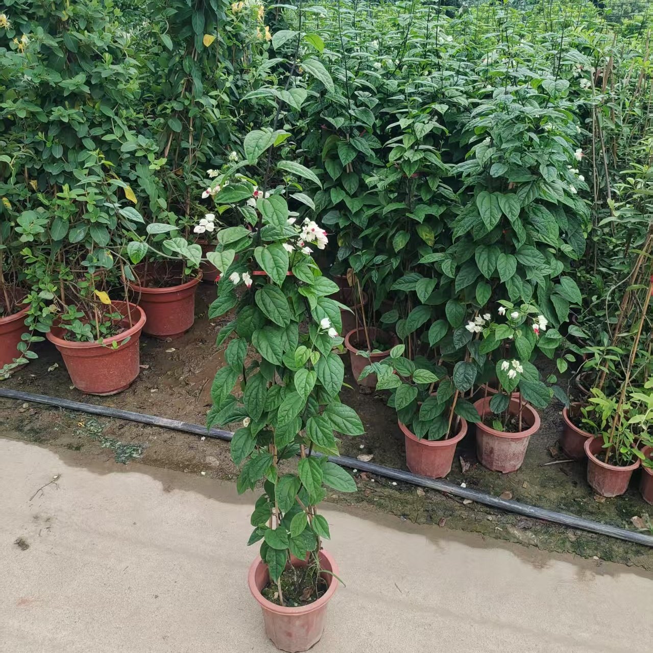 龙吐珠爬藤植物盆栽四季开花