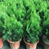 侧柏龙柏塔松树盆景绿植室内外阳台扁柏植物树苗易活净化空气盆栽