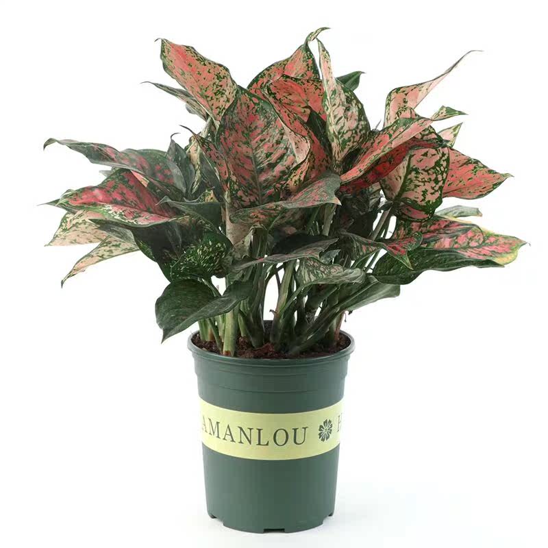 如意皇后彩叶粗肋草盆栽万年青绿植室内观叶花卉净化空气植物包邮