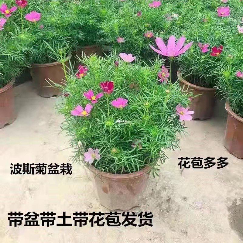 格桑花波斯菊盆栽菊花阳台四季