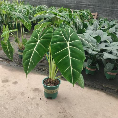 绿天鹅绒海芋盆栽四季常青植物