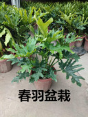 春羽盆栽春雨龙鳞室内办公客厅阳台观叶大型绿植花卉净化空气植物