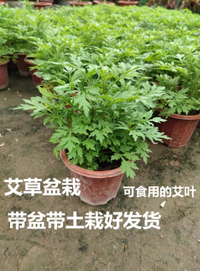艾草新鲜盆栽植物庭院阳台种植驱蚊艾叶苗四季绿色食用香草易成活