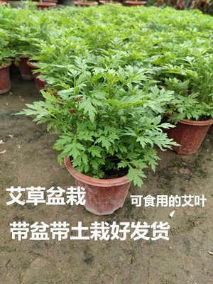 香草植物艾草盆栽庭院可以食用