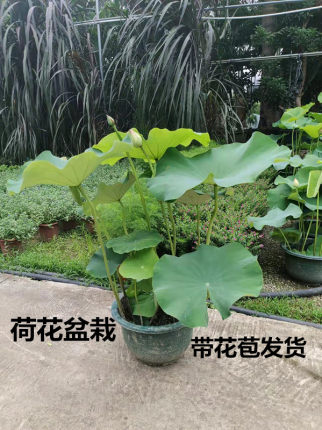荷花水养盆栽碗莲苗带泥水培植物带花苞室外水池净化水质睡莲花卉