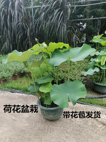 荷花盆栽碗莲水生植物阳台夏天