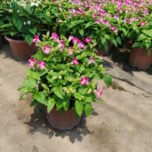 夏堇花苗盆栽耐热耐高温