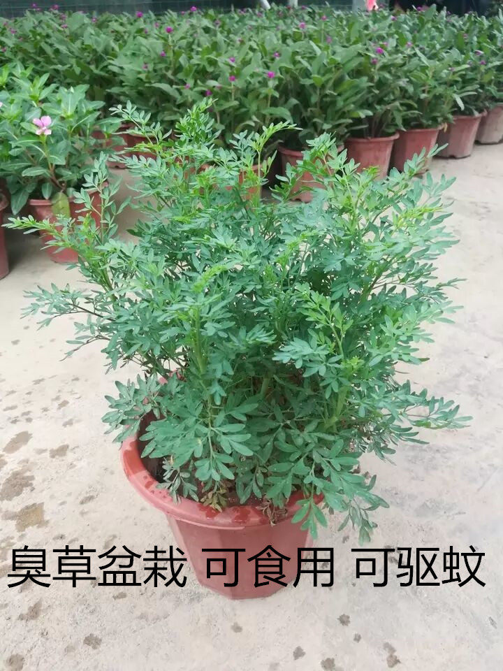 芸香草臭草植物盆栽室外阳台菜园四季花苗食用臭艾绿豆糖水驱蚊草