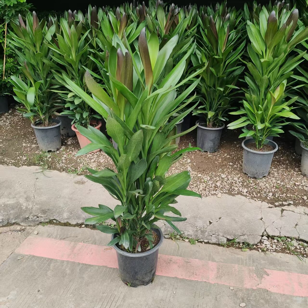青叶朱蕉大型植物绿铁树盆栽