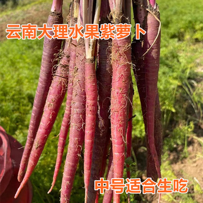 云南特产新鲜水果紫玉手指胡萝卜新鲜水果萝卜甜脆水果型即食蔬菜