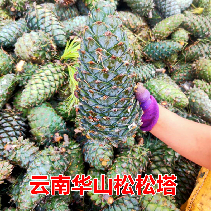 新鲜松塔云南野生非马尾松鼠口粮青果手剥坚果原味松子散装大颗粒