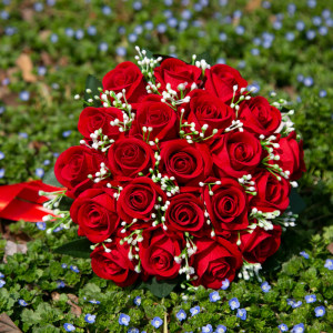 百合花束韩式价格 百合花束韩式图片 星期三 百合花束韩式价格 百合花束韩式图片 星期三