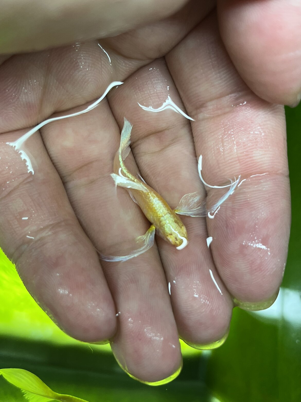 蓝白孔雀鱼,蓝白大翅膀孔雀鱼,飞船孔雀鱼,蓝白欧翼