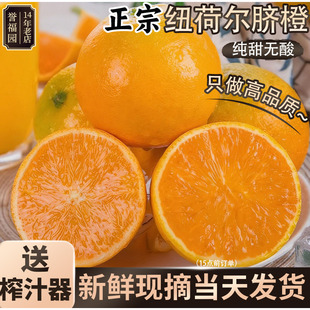 秭归脐橙带箱5斤单果80-90mm送礼彩箱送榨汁器