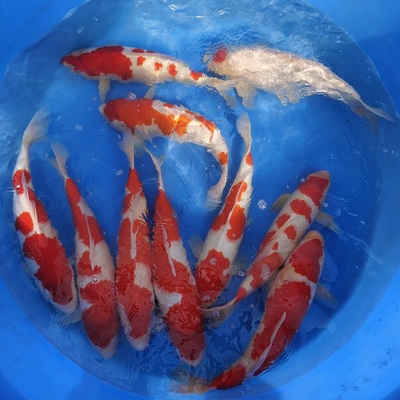 锦鲤活体鱼池纯种大正三色淡水鱼