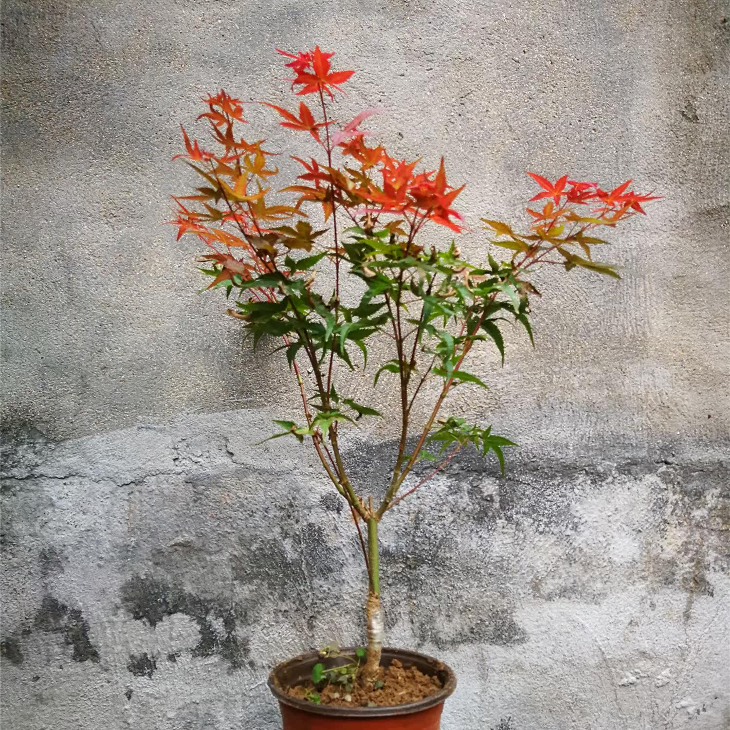 Maple Sapling Potted plant Four seasons Japan Maple Seedlings courtyard flowers and plants Chinese Red American Maple Sapling bonsaiin the Flower delivery/Flowers simulation/Plants gardening , Garden Plants/Trees/Fruit tree, Trees/Arbor category - from Buy2taobao.com to provide professional Taobao agent buy service