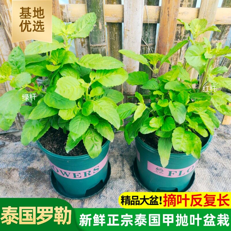 HolyBasil圣罗勒泰国打抛叶盆栽打抛饭甲抛krapow西餐香草盆栽