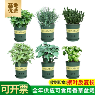 耐旱迷迭香百里香薄荷罗勒莳萝藿香紫苏欧芹可食西餐香草料盆栽