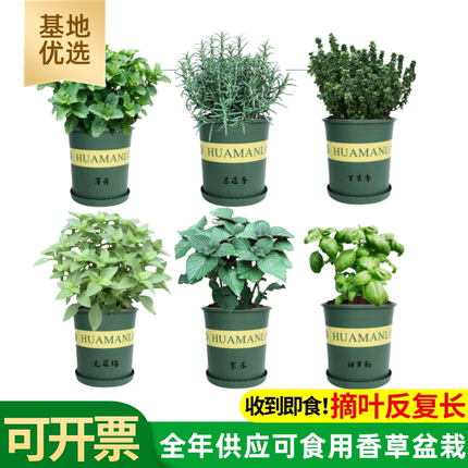 耐旱迷迭香百里香薄荷罗勒莳萝藿香紫苏欧芹可食西餐香草料盆栽