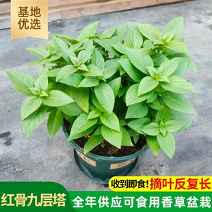 正宗可食用红骨九层塔盆栽室内阳台潮汕金不换罗勒香草香料植物