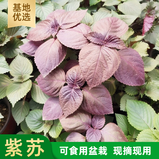 可食用新鲜紫苏盆栽紫苏叶苗苏子叶烤肉烧鱼料理香草香料植物带盆