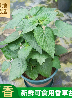 鱼香菜藿香苗泡茶解暑可食用