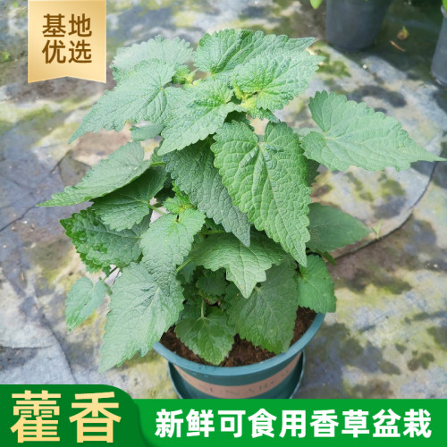 鱼香菜藿香苗泡茶解暑可食用