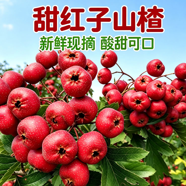 山东新鲜现摘山楂果酸甜可口当季水果甜红子山东特产甜红子山楂
