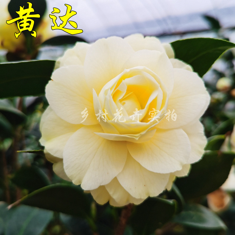 黄达山茶花盆栽树苗黄色 室内名贵品种花卉阳台植物当年开花 热卖