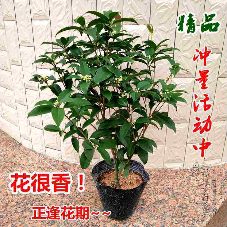 桂花树苗四季花开不败浓香味耐种易活室内盆栽花卉绿植阳台花好养