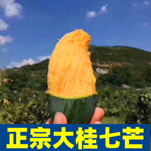 【井哥严选】广西百色田东特级老树桂七芒果10斤现摘送礼新鲜大果