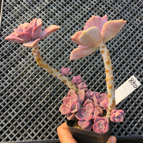 一物一拍 老桩紫乐多肉植物 淡紫色绿植花卉组合盆栽 美观趣味肉 - 封面