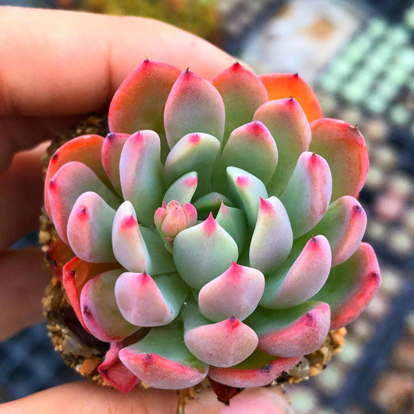 娜娜小勾 多肉植物 办公室内防辐射绿植盆景花卉可爱肉肉