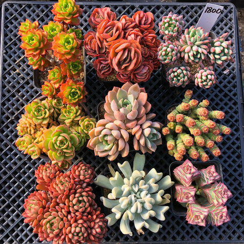 多肉植物套餐组合好养稀有品种